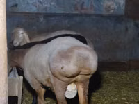 Қошқар, Arashan sheep — 5-сурет