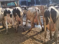Kuh, Holstein-Rasse — Foto 3
