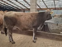 गाय, Swiss cattle — फ़ोटो 1
