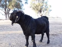 Ziege, Boer goat — Foto 5