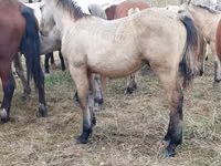 Horse (M), Horses — photo 7