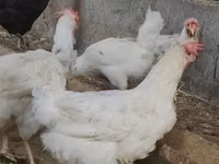 Chickens — Foto 1