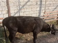 Vaca, Ganado vacuno — foto 1