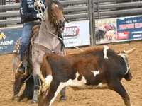 Mare, Quarter Horse — photo 8