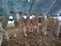 Oveja, Ile-de-France sheep — foto 1
