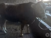 Toro, Vaca Limousin — foto 5