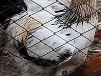 Chickens — Foto 5
