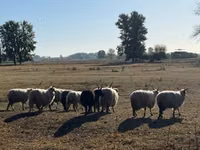 Қошқар, Racka sheep — 2-сурет