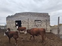 गाय, Simmental cattle — फ़ोटो 5
