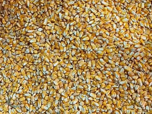 Продается кукуруза, жүгөрү сатылат, сорт пионер 0937 Идеально для
