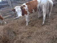 母牛, Simmental cattle — 照片 2