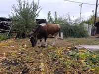 Cow, Simmental cattle — photo 4