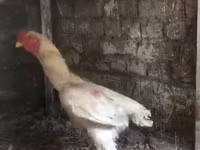 Chickens — 3-сурет