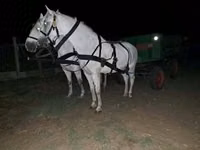 Horse (M), Horses — photo 1