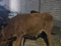 Vaca, Ganado vacuno — foto 4