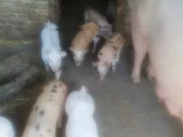 Säue, Schweine