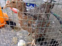 Chickens — 1-сурет