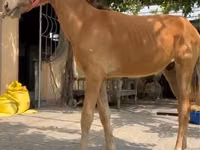 Pferde (Partie, Geschlecht nicht angegeben), Kyrgyz Horse — Foto 4