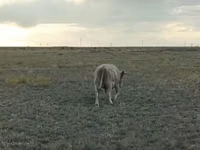 公牛, Simmental cattle — 照片 2