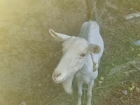 母山羊, Saanen goat — 照片 4