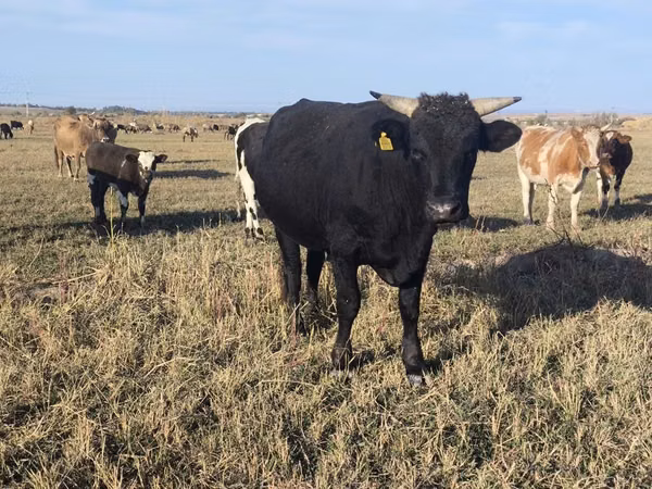 Bulle, Aberdeen-Angus