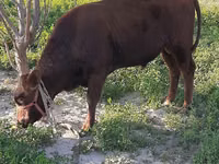 Toro, Ganado vacuno — foto 6