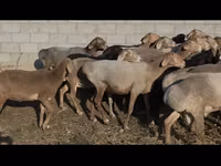 Schaf, Arashan sheep — Foto 7
