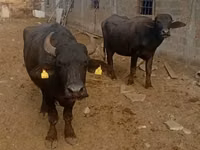 بقرة, الجاموس الأفريقي — الصورة 1