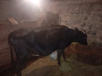 गाय, मवेशी — फ़ोटो 2