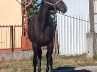 घोड़ा, Lipizzaner — फ़ोटो 2
