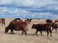 Kuh, Latvian Blue cattle — Foto 8