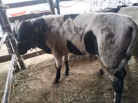 Buqa, Swiss cattle — 3-rasm