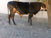 Bulle, Russian Black pied cattle — Foto 2