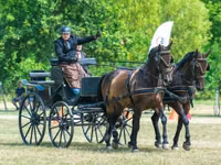 Hengst, Nonius horse — Foto 5
