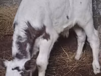 公牛, Cattle — 照片 2