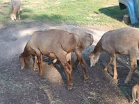 كبش, Hissar sheep — الصورة 2