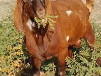 Cabro, Beetal goats — foto 8