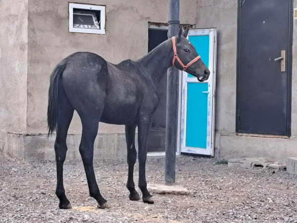 حصان, Thoroughbred horse