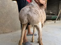 نعجة, Arashan sheep — الصورة 2