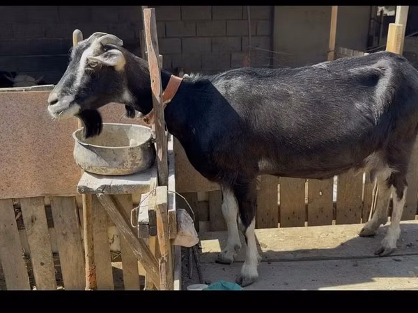 母山羊, Goats — 哈萨克斯坦