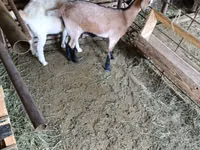 Cabra, Cabras — foto 3