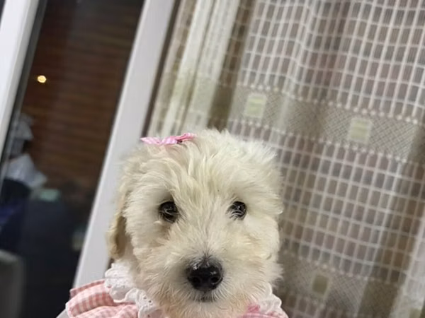Toy pudle dişi 3 aylıq ağ rəngdə