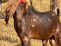 Ziegenbock, Kamori goats — Foto 1