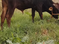 公牛, Cattle — 照片 1