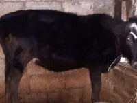 Buqa, Aberdin – Angus — 2-rasm