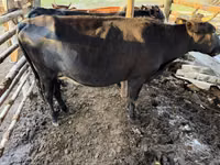 गाय, मवेशी — फ़ोटो 1