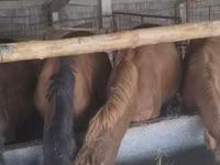 فرس, Kazakh horse — الصورة 6