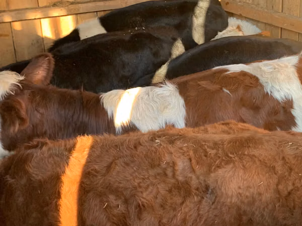 Rinder (Partie, Geschlecht nicht angegeben), Simmental cattle