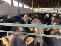 Bulle, Swiss cattle — Foto 2