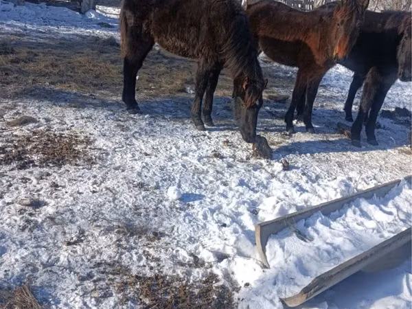 Hengst, Yakutian horse
